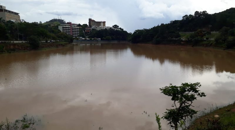 Cavalinho Branco