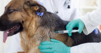 vacinação em cães e gatos