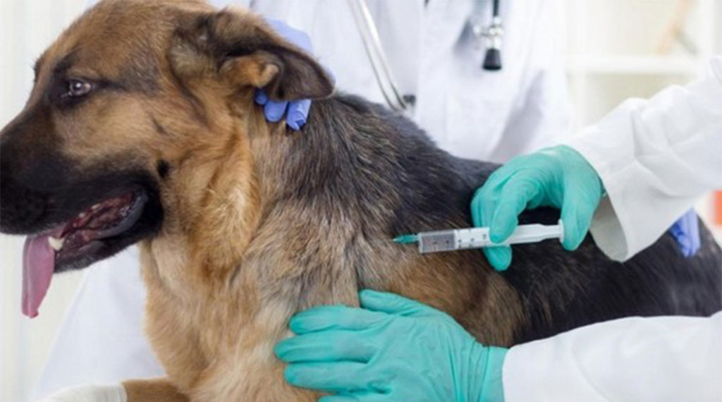 vacinação em cães e gatos