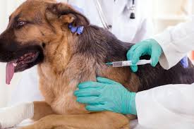 vacinação de cães e gatos