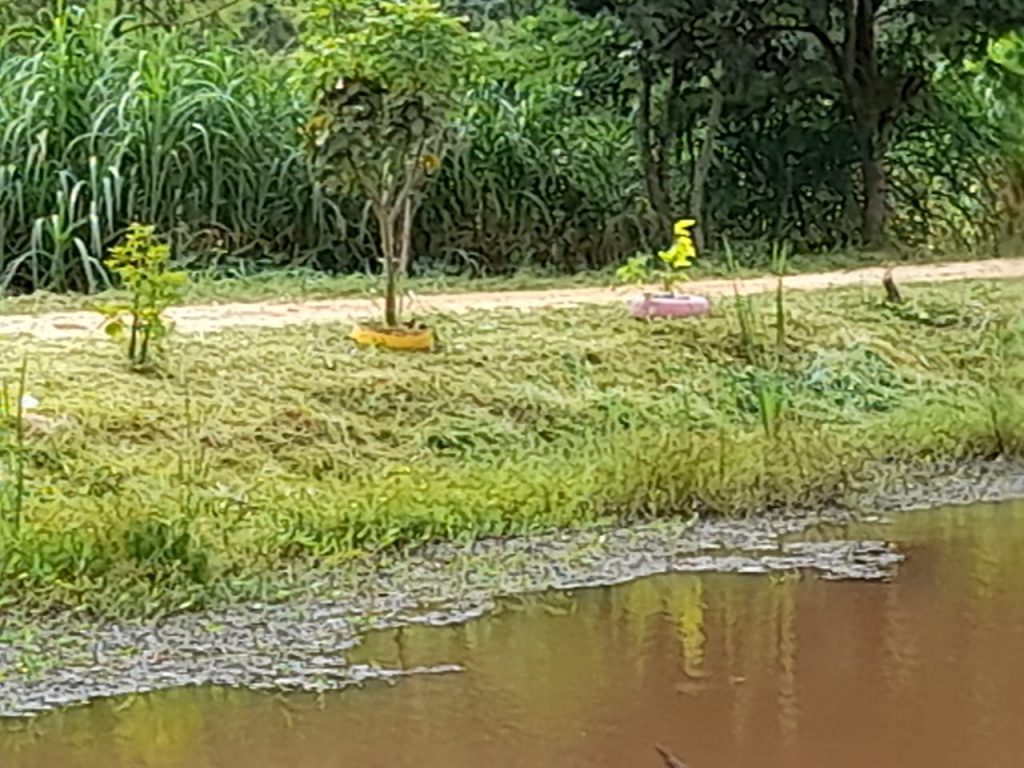 mutirão de limpeza