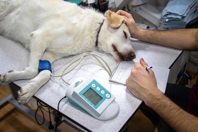 veterinário