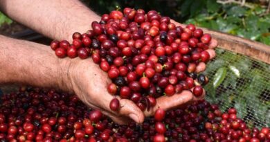No Dia Nacional do Café é comemorado com festa em Serra Negra No Dia Nacional do Café é comemorado com festa em Serra Negra