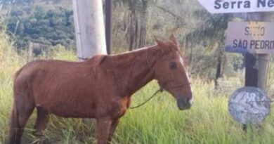 Motociclista fica ferido após atropelar cavalo na SP 360 (Serra Negra / Amparo) Motociclista fica ferido após atropelar cavalo na SP 360 (Serra Negra / Amparo)