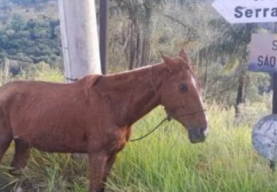 Motociclista fica ferido após atropelar cavalo na SP 360 (Serra Negra / Amparo)