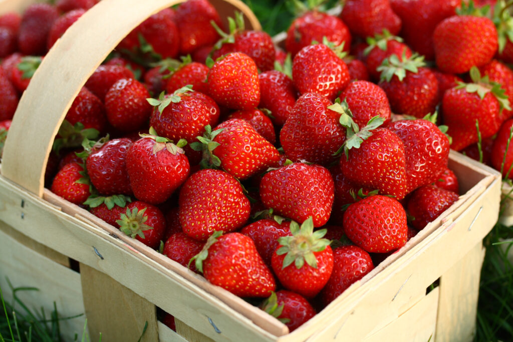 Morango