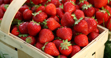 Morango