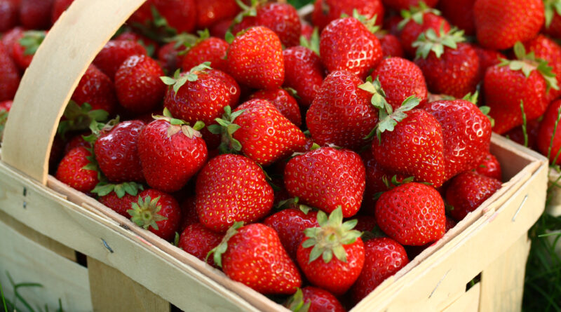 Morango