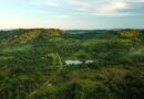 WWF-Brasil e Copaíba assumem coordenação do Pacto pela Restauração da Mata Atlântica