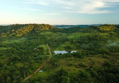 WWF-Brasil e Copaíba assumem coordenação do Pacto pela Restauração da Mata Atlântica